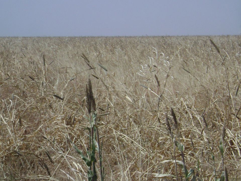 agriculture (11)