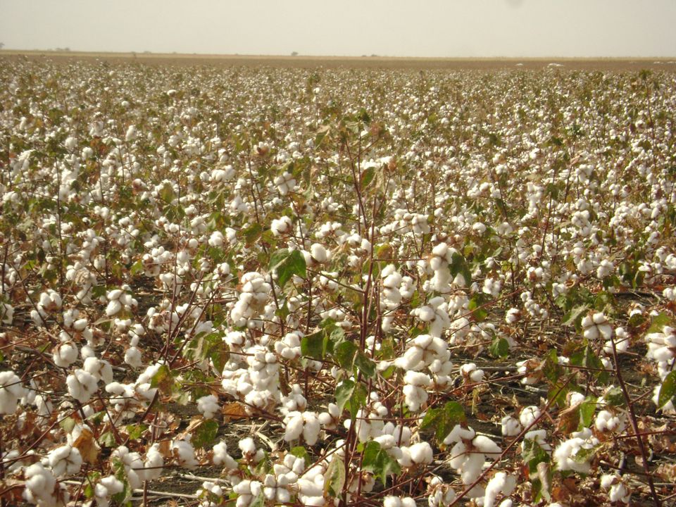 agriculture (10)