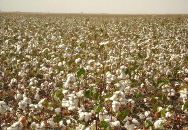 agriculture (10)